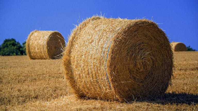 W jaki sposób herbicydy działają na chwasty?